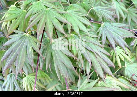 Acer palmatum ‘Green Trompenburg’ Japanese Maple Green Trompenburg – feuilles rouges teintées vert foncé, en bas, mai, Angleterre, Royaume-Uni Banque D'Images