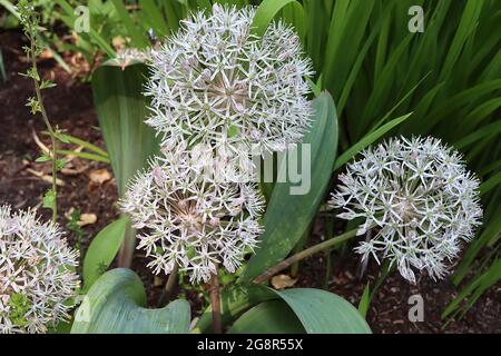 Allium carataviense ‘Ivory Queen’ Kara Tau ail - ombel sphérique de fleurs blanches en forme d'étoile, pétales très minces, mai, Angleterre, Royaume-Uni Banque D'Images