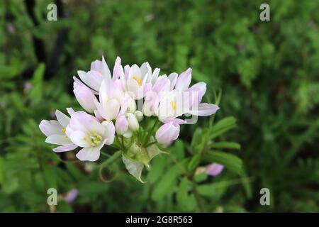 Allium roseum rosy-flowerd ail – grappe de fleurs blanches en forme de tasse avec des franges roses et des pétale roses, mai, Angleterre, Royaume-Uni Banque D'Images