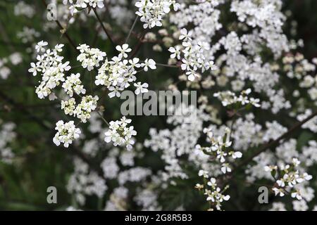 Anthriscus sylvestris persil de vache «Ravenswing» Ravenswing – grappes de petites fleurs blanches et tiges noires wiry, mai, Angleterre, Royaume-Uni Banque D'Images