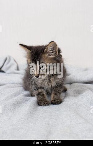 Mignon petit chaton rayé âgé de 1 mois chat se trouve sur une couverture sur un fond minimaliste clair regardant l'appareil photo. Carte verticale. Banque D'Images