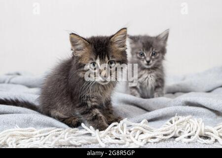 Deux petits chatons rayés âgés de 1 mois de chat assis sur une couverture sur un fond minimaliste clair regardant l'appareil photo. Marchandises pour animaux. Banque D'Images