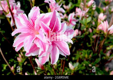 Azalea japonica / Rhododendron ‘elle’ Double White flowers avec large bande centrale rose et rose foncé blotch, May, Angleterre, Royaume-Uni Banque D'Images