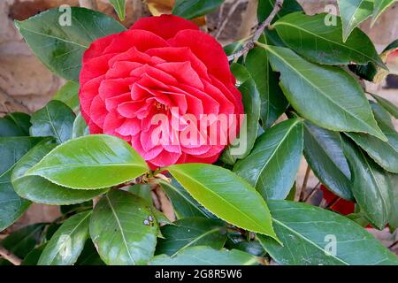 Camellia japonica ‘Eximia’ Japanese camellia Eximia – rose rouge fleurs doubles avec des contours blancs très fins, mai, Angleterre, Royaume-Uni Banque D'Images