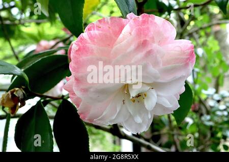 Camellia japonica ‘Grace Albritton’ camellia japonaise Grace Albritton – fleurs doubles formelles avec pétales intérieurs blancs et pétales de base striés roses, Banque D'Images