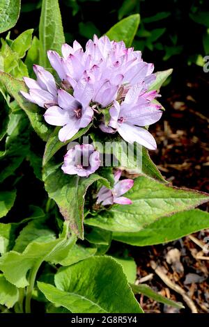 Campanula glomerata ‘Caroline’ grappe de fleurs en forme de cloche de lilas pâle, mai, Angleterre, Royaume-Uni Banque D'Images