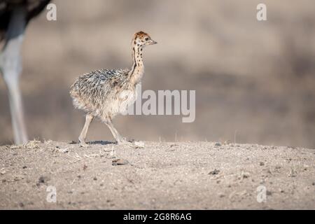 Un poussin d'autruche, Struthio camelus australis, marche Banque D'Images