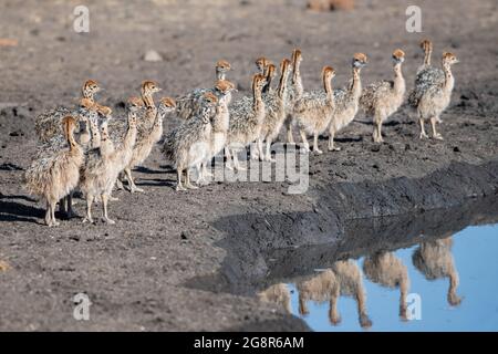 Les poussins d'autruche, Struthio camelus australis, se tiennent au bord d'un trou d'eau Banque D'Images