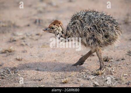 Un poussin d'autruche, Struthio camelus australis, marche Banque D'Images