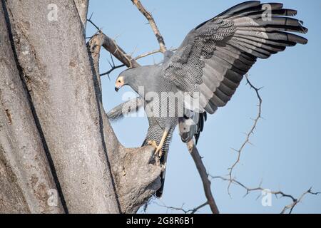 Un harrier-faucon africain, Polyboroides typus, s'accroche à un arbre Banque D'Images