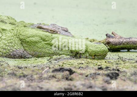 Un crocodile, Crocodylus niloticus, se trouve sur le côté d'un trou d'eau couvert d'algues Banque D'Images