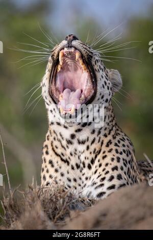 Un léopard, Panthera pardus, nawns Banque D'Images