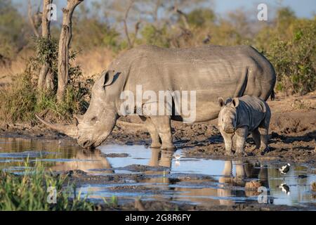 Un rhinocéros blanc et un veau, Ceratotherium simum, boivent dans un trou d'eau Banque D'Images