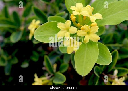 Daphne gemmata jeweled daphne – fleurs jaunes parfumées et feuilles vertes brillantes, mai, Angleterre, Royaume-Uni Banque D'Images