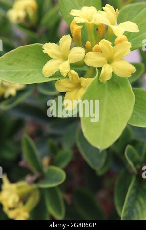 Daphne gemmata jeweled daphne – fleurs jaunes parfumées et feuilles vertes brillantes, mai, Angleterre, Royaume-Uni Banque D'Images