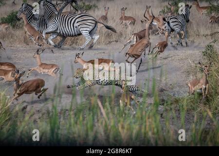 Un léopard, Panthera pardus, chase un impala, Aepyceros melampus et zébra, Equus quagga Banque D'Images