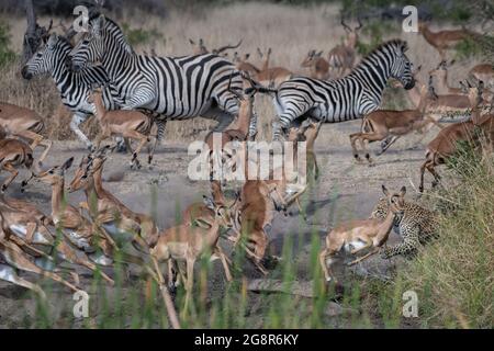 Un léopard, Panthera pardus, chase un impala, Aepyceros melampus et zébra, Equus quagga Banque D'Images