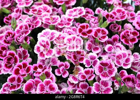 Dianthus ‘Pink Kisses’ Carnation / Pinks de jardin Pink Kisses – fleurs doubles à franges roses pâle avec des marques de pourpre, mai, Angleterre, Royaume-Uni Banque D'Images