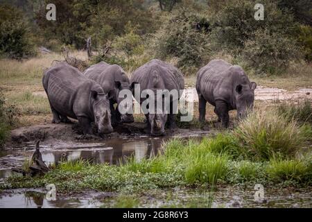 Un accident de rhinocéros blanc, Ceratotherium simum, se fait boire ensemble dans un trou d'eau Banque D'Images