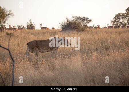 Une lionne sans queue, Panthera leo, marche à travers l'herbe sèche, les oreilles en arrière, tandis qu'impala regarder elle, Aepyceros melampus Banque D'Images
