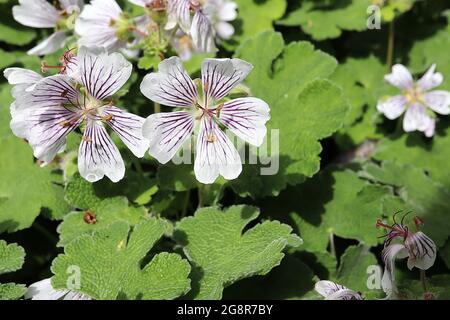 Géranium renardii Renard géranium – fleurs blanches avec nervures pourpres foncé et feuilles rondes ridées de lob, mai, Angleterre, Royaume-Uni Banque D'Images