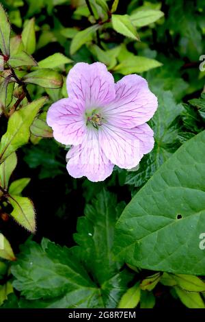 Géranium x oxonianum ‘Claridge Druce’ Cranesbill Claridge Druce – fleurs rose pâle avec nervures violettes, mai, Angleterre, Royaume-Uni Banque D'Images