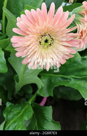 Gerbera jamesonii Transvaal Daisy – double fleur rose corail avec marges de crème, mai, Angleterre, Royaume-Uni Banque D'Images