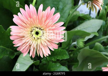 Gerbera jamesonii Transvaal Daisy – double fleur rose corail avec marges de crème, mai, Angleterre, Royaume-Uni Banque D'Images