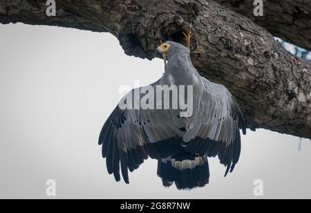 Un harrier-faucon africain, Polyboroides typus, se clins à un arbre et pend à l'envers Banque D'Images