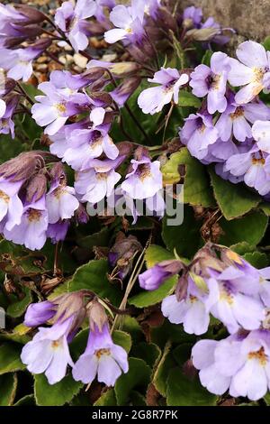 Haberlea Fernandi-coburgii fleurs de lavande pâle en forme d'entonnoir avec dos de pétale violet, gorge crème, taches d'orange, gorge poilue, mai, Angleterre, Royaume-Uni Banque D'Images