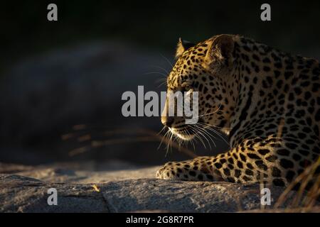 Le profil latéral d'un léopard, Panthera pardus, en lumière douce Banque D'Images