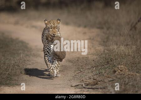Une mère léopard, Pnathera pardus, porte son cub dans sa bouche Banque D'Images