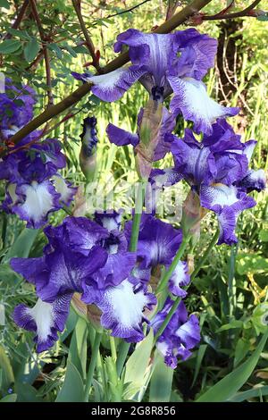 Iris 'Art Deco' (TB) Grand iris barbu chutes blanches, larges bords violets, standards violets, barbe violette, mai, Angleterre, Royaume-Uni Banque D'Images