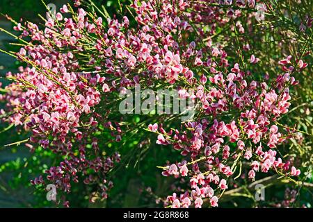 Cytisus Broom rose plante de brousse en fleur Banque D'Images