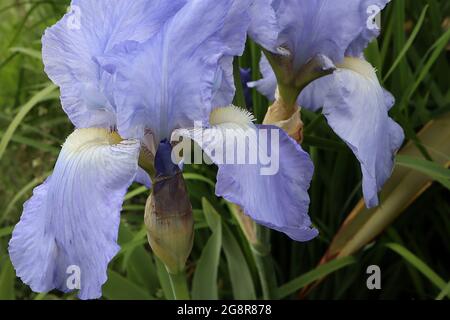 Iris germanica «Jane Phillips» Grand iris barbu TB normes bleu clair et chutes bleu clair, barbe jaune, mai, Angleterre, Royaume-Uni Banque D'Images