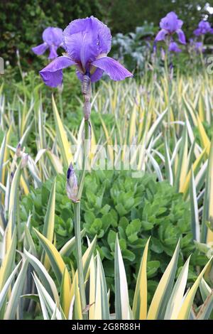 Iris pallida variegata (TB/v) Tall iris barbu iris dalmatien variegé – bleu violet normes et chutes, base veinée pourpre, feuilles varieguées, Banque D'Images