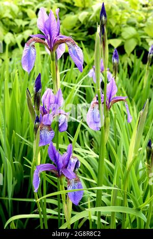 Iris sibirica «Tropic Night» (SIB) iris sibérien Tropic Night - bleu violet Falls, jaune et blanc Blotch avec filets complexes, étalons violets, Banque D'Images