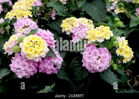 Lantana camara ‘Bandana Pink’ Lantana Bandana Pink – grappes de fleurs roses et crème séparées, avec centre jaune, mai, Angleterre, Royaume-Uni Banque D'Images