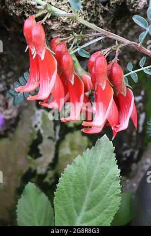 Lessertia montana Mountain cancer bush – scarlatine rouge à griffes comme des fleurs et de petites feuilles ovales grises vertes, mai, Angleterre, Royaume-Uni Banque D'Images