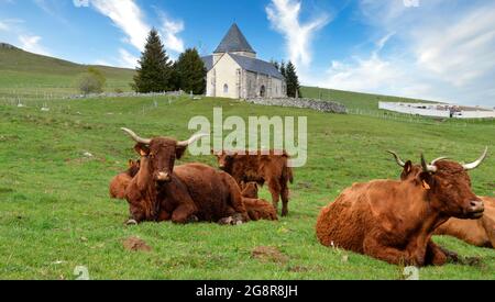Troupeau de vaches Salers avec veaux dans un pâturage de montagne devant une chapelle. Banque D'Images