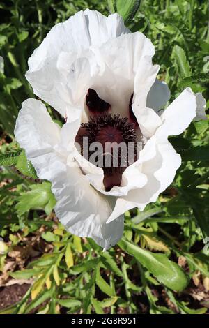 Papaver orientalis "Royal Wedding" Oriental Poppy Royal Wedding - Grand coquelicot blanc aux pétales froissés et aux marques noires, mai, Angleterre, Royaume-Uni Banque D'Images