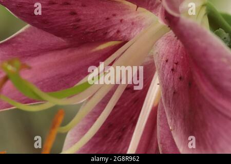 Rose vif Lilies de tigre Stargazer fleurs en fleurs été gros plan . Photo de haute qualité Banque D'Images