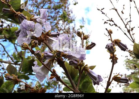 Pawlonia kawakamii arbre de dragon de saphir – grandes fleurs lilas violets à la forme de renards avec gorge crème et freckles violet foncé, mai, Angleterre, Royaume-Uni Banque D'Images