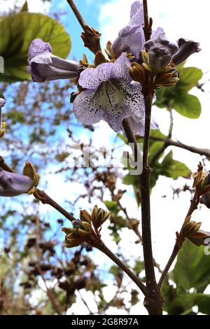 Pawlonia kawakamii arbre de dragon de saphir – grandes fleurs lilas violets à la forme de renards avec gorge crème et freckles violet foncé, mai, Angleterre, Royaume-Uni Banque D'Images
