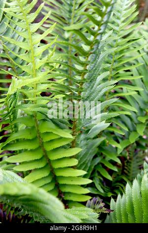 Polystichum munitum Western Sword Fern – frondes pennées fraîches et vert foncé avec des bouts effrayants, mai, Angleterre, Royaume-Uni Banque D'Images