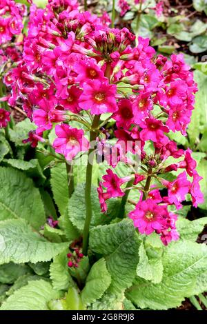 Primula beesiana Primrose de l'abeille - candelabra primula avec des niveaux radiaux de fleurs roses profondes en forme de salver, halo rouge profond et centre jaune, Mai, Royaume-Uni Banque D'Images