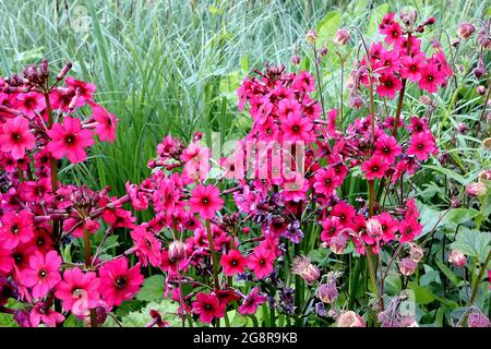 Primula japonica « Cramoisi de l'auteur » candelabra primula Miller’s Crimson – niveaux radiaux de fleurs roses magenta en forme d'étoile sur de grandes tiges, May, UK Banque D'Images