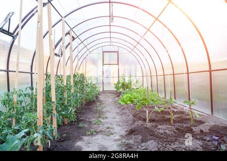 Conception de l'été, jardinage, alimentation saine et produits écologiques. La petite serre avec des tomates en croissance et des concombres dans le jardin avec des légumes verts Banque D'Images