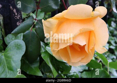 Rosa «The Churchill Rose» (arbuste rose) Rose Churchill Rose – fleurs semi-doubles abricot, mai, Angleterre, Royaume-Uni Banque D'Images