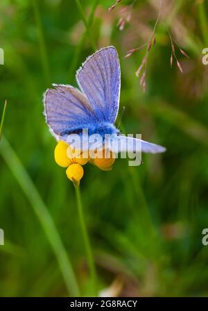 Papillon bleu commun sur un pied d'oiseau Trefoil Banque D'Images